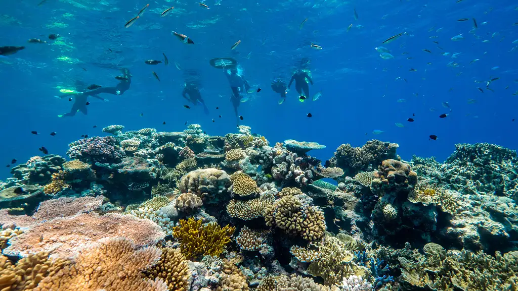 Cairns Dreamtime Dive And Snorkel