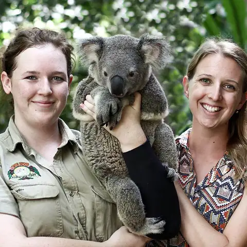 Touch a Koala with Amy