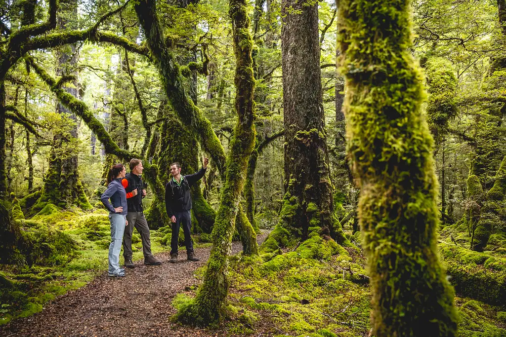 Milford Sound Cruise & Milford Track Walk