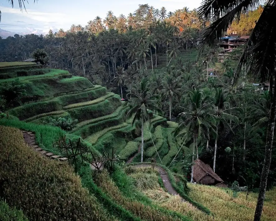 Full Day Best of Ubud with Jungle Swing - Small group Tour