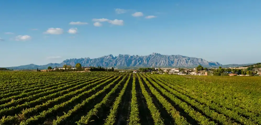 Montserrat and Penedès Private Tour from Barcelona