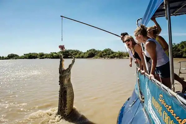 Jumping crocodile tour