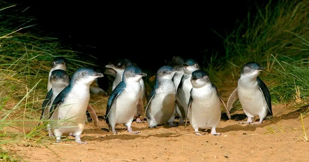 Phillip Island Penguin Parade Express Tour