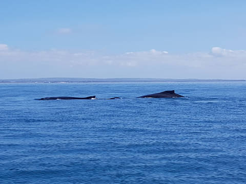 wildlife tours in Melbourne