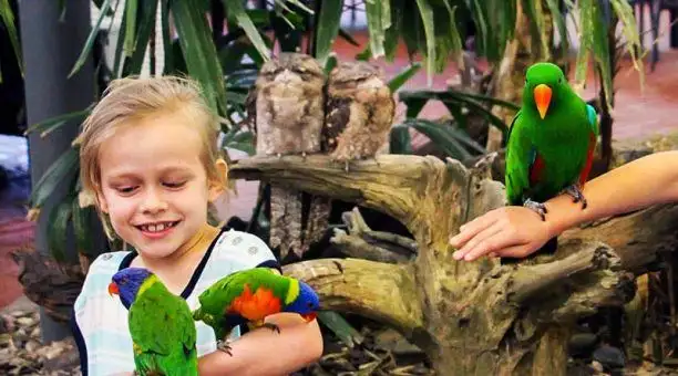 Wildlife Habitat Entry + Breakfast with the Birds | Port Douglas