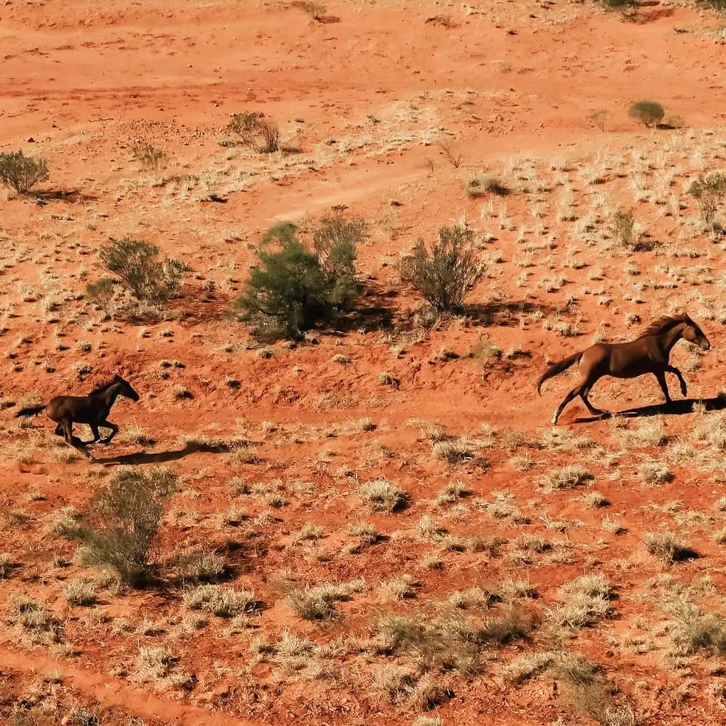 Quad Safari at Kings Creek Station