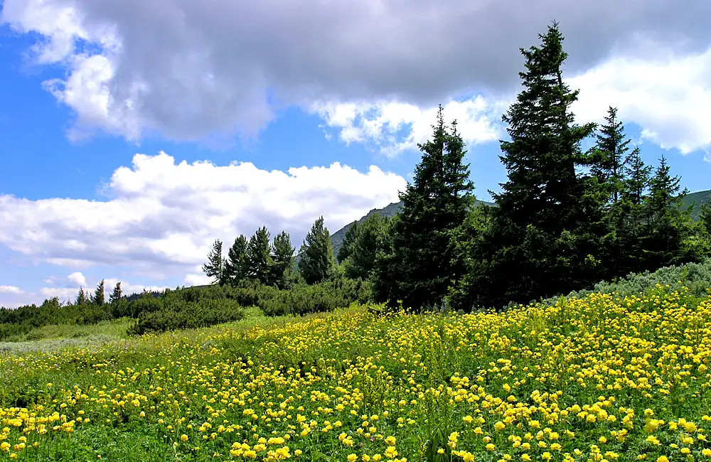 One-day Hiking Tour From Sofia To Vitosha Mountains