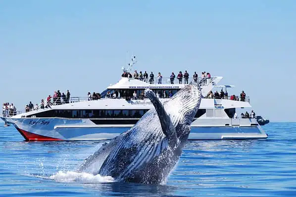 Brisbane whale watching