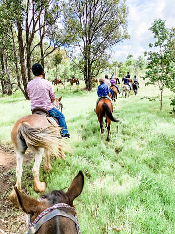 Hunter Valley Bushland Trail Horse Ride Discount