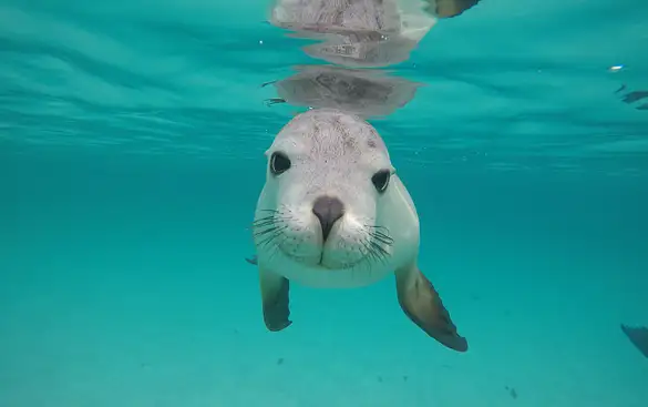 South Australia's Top Wildlife Experiences