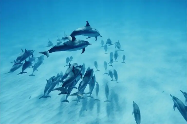 AʻO HAWAIʻI - Swim with Dolphins