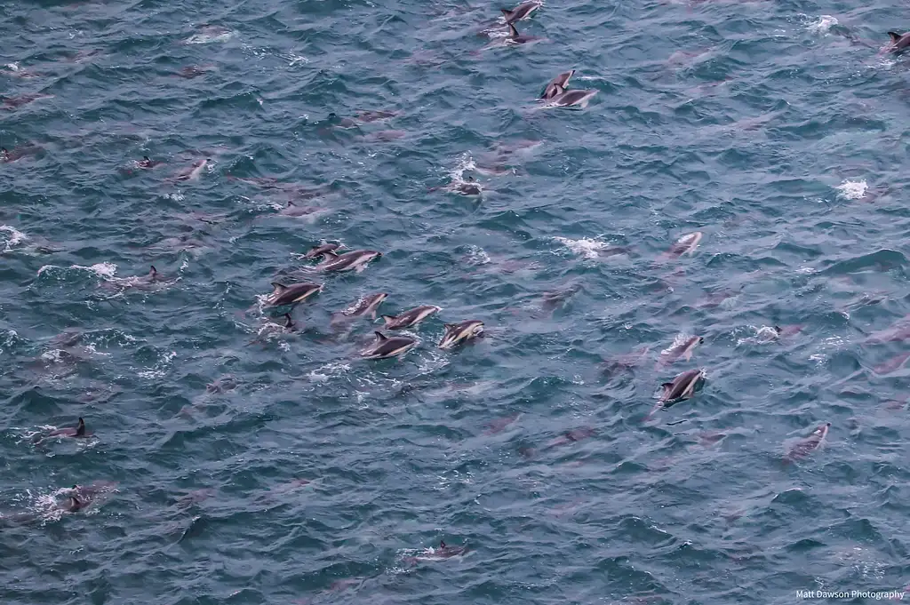 Kaikōura Helicopters Top‘n’Tail Whale Watching