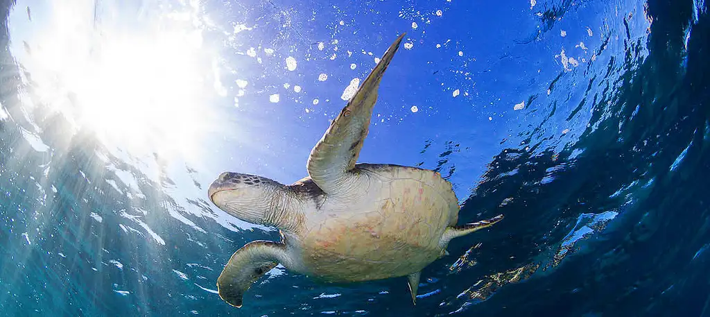 Snorkel Tour Of Julian Rocks Marine Reserve
