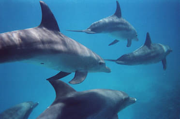 Kangaroo Island Ocean Safari - Snorkelling Tour with Dolphins and Seals