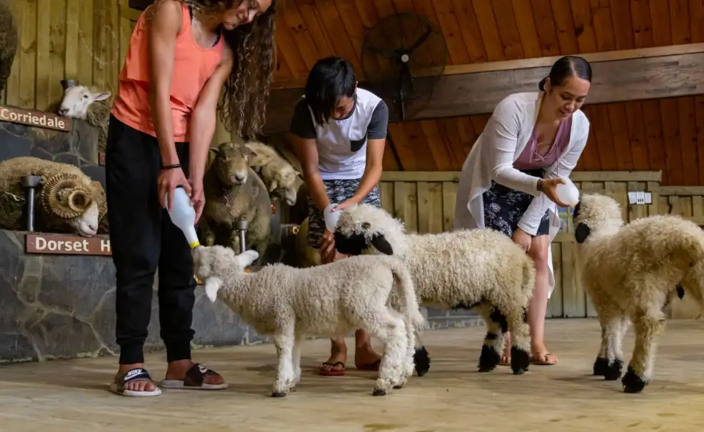 Agrodome Farm Show Rotorua