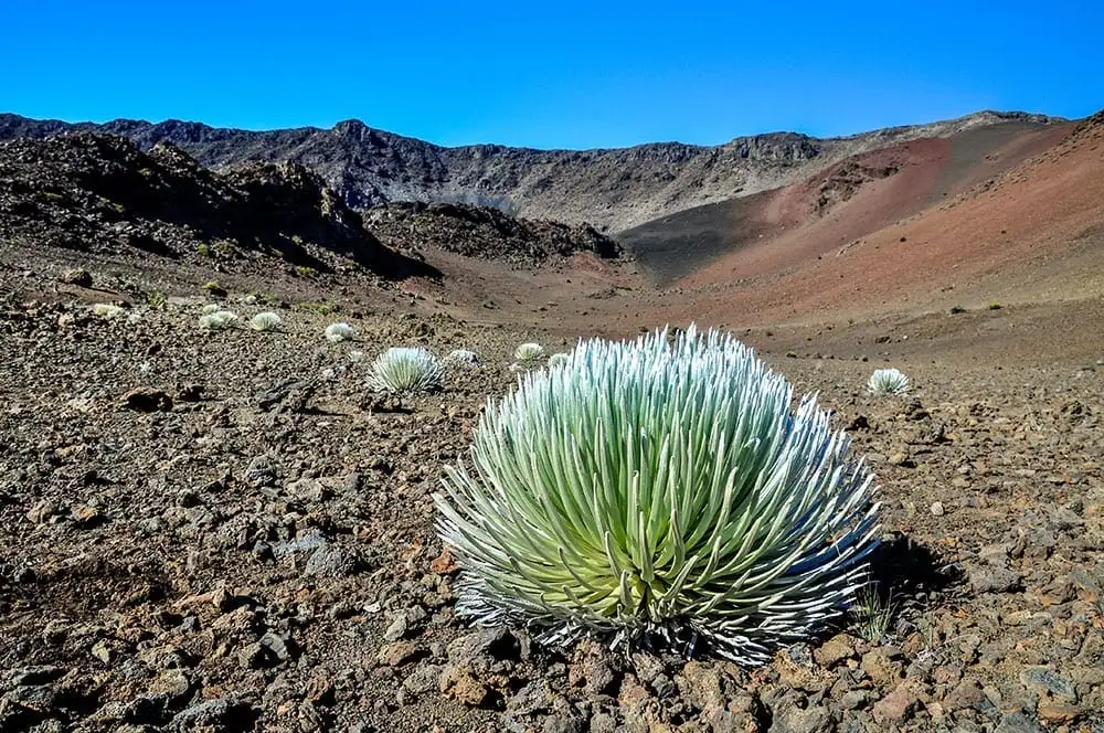 Best of Maui Tour