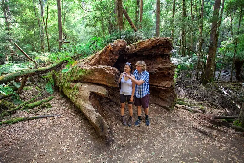 Mount Field, Mt Wellington & Wildlife Sanctuary Tour From Hobart