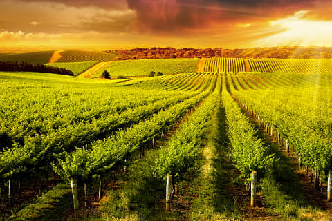 Barossa Valley