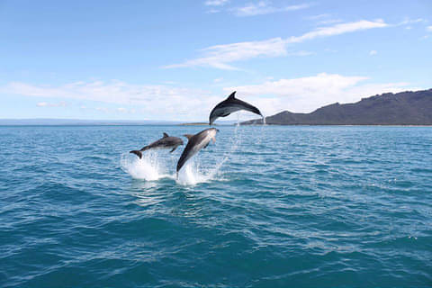 Wineglass Bay Cruise