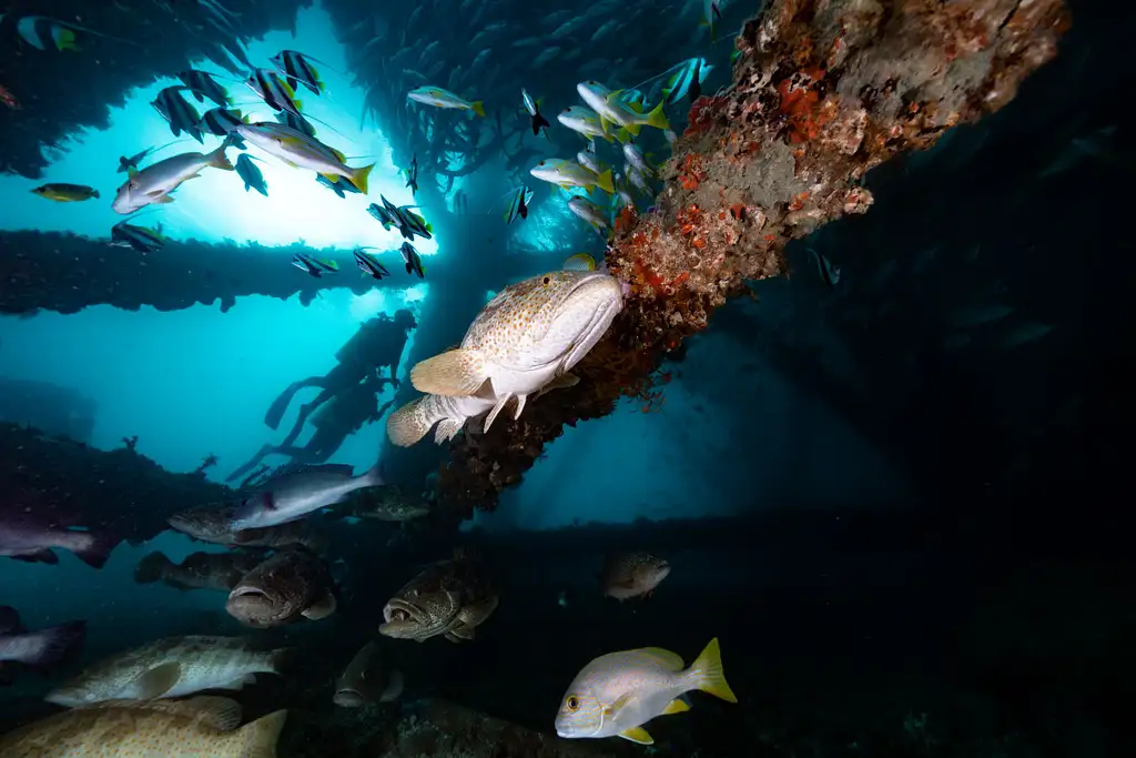 Exmouth Navy Pier Dive | Certified Divers only