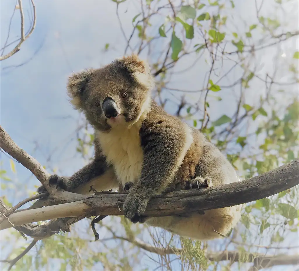 Scenic Nature & Wildlife Tour | From Kingscote
