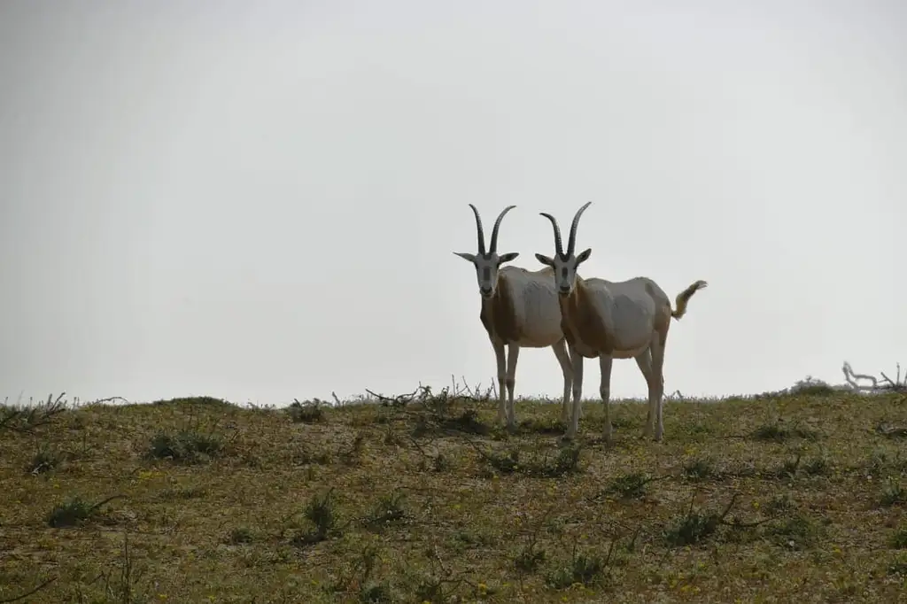 Half Day Souss-Massa National Park Guided Tour
