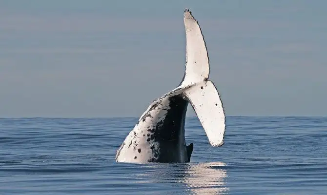 Byron Bay Whale Watching Tour