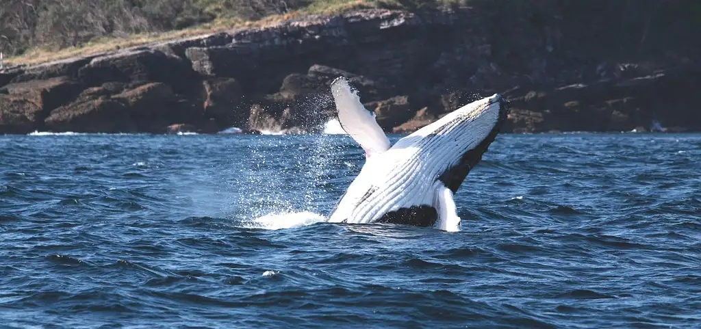 Shellharbour Whale Watching Cruise | From Shell Cove