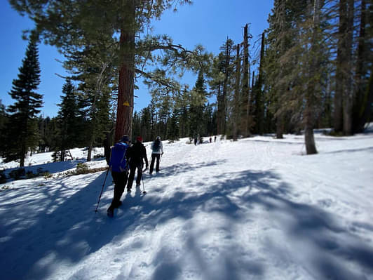 giant sequoia hike or snowshoe yosemite national park