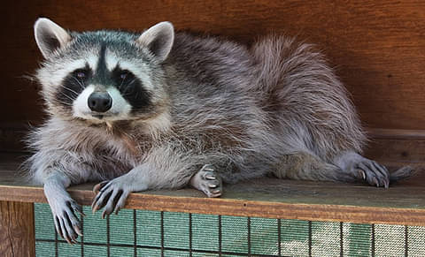 keepers of the wild nature park & route 66 tours