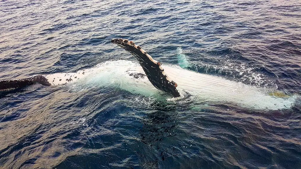 Whale Watching - Sea World Cruises | Gold Coast