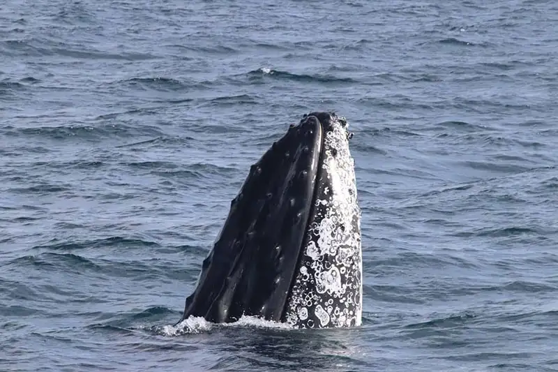 Dunsborough Whale Watching