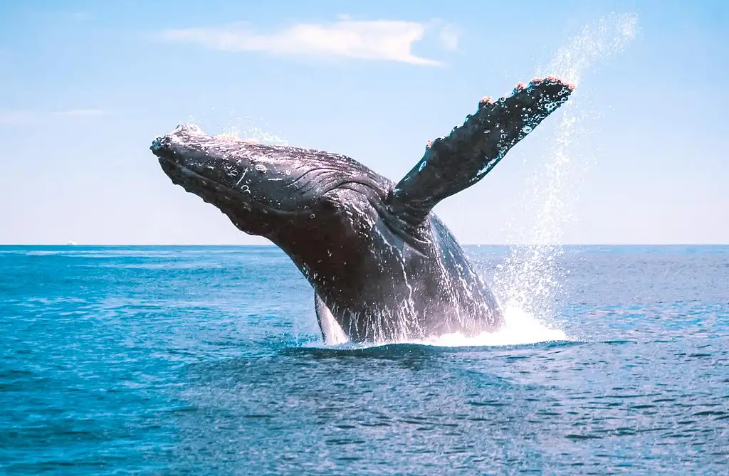 Half Day Whale Watching Experience from Bundaberg (July - Oct 25)