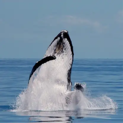 Exclusive Hervey Bay Whale Watching Encounter