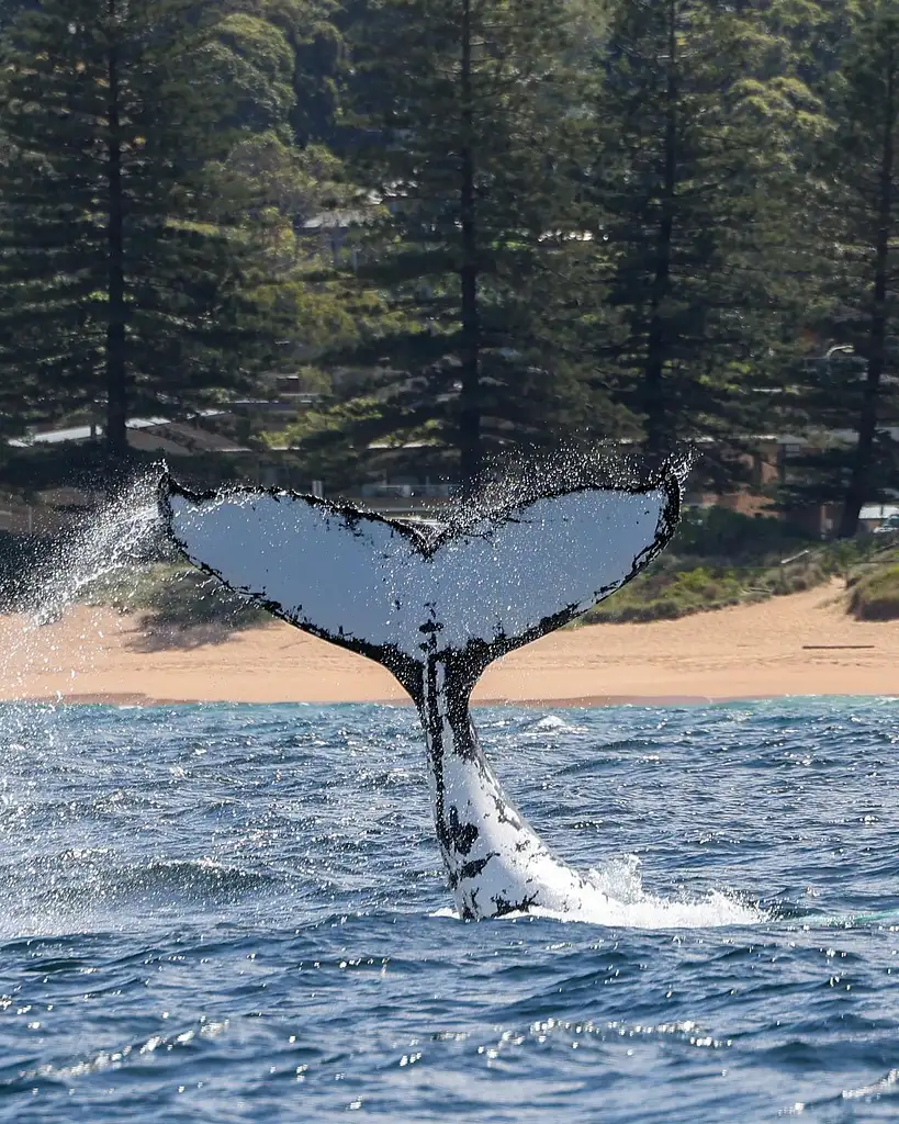 Sydney Whale Watching on Orca | Manly Wharf Departure