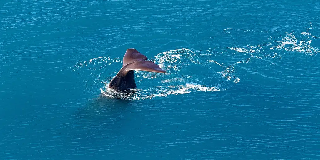 Kaikōura Helicopters Top‘n’Tail Whale Watching