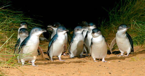 phillip island day tours from melbourne