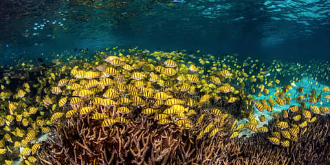 EXMOUTH CORAL VIEWING & SNORKEL TOUR DEAL