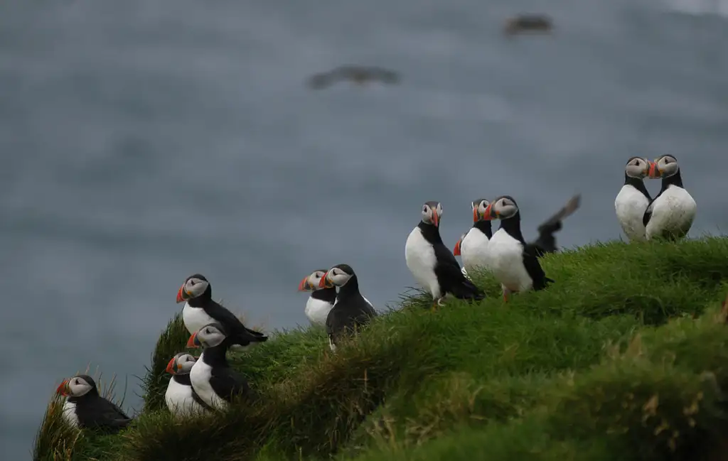 Premium Whale and Puffin Watching Tour in Reykjavik