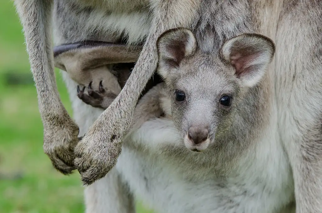 2 Day Great Ocean Road & Grampians Tour | Start & End Melbourne