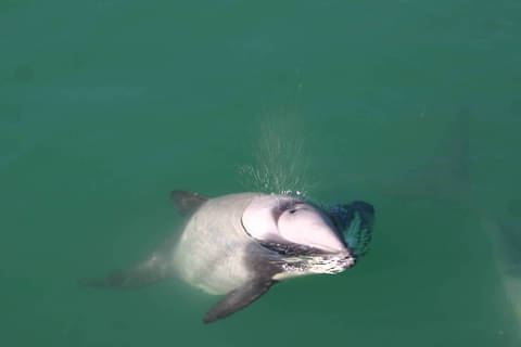 dolphin akaroa nature cruise