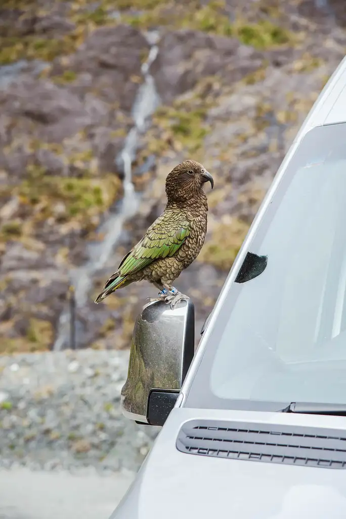 Milford Sound Scenic Tour, Cruise & Flight from Queenstown
