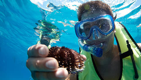 West Oahu Snorkel And Dolphin Spotting Tour