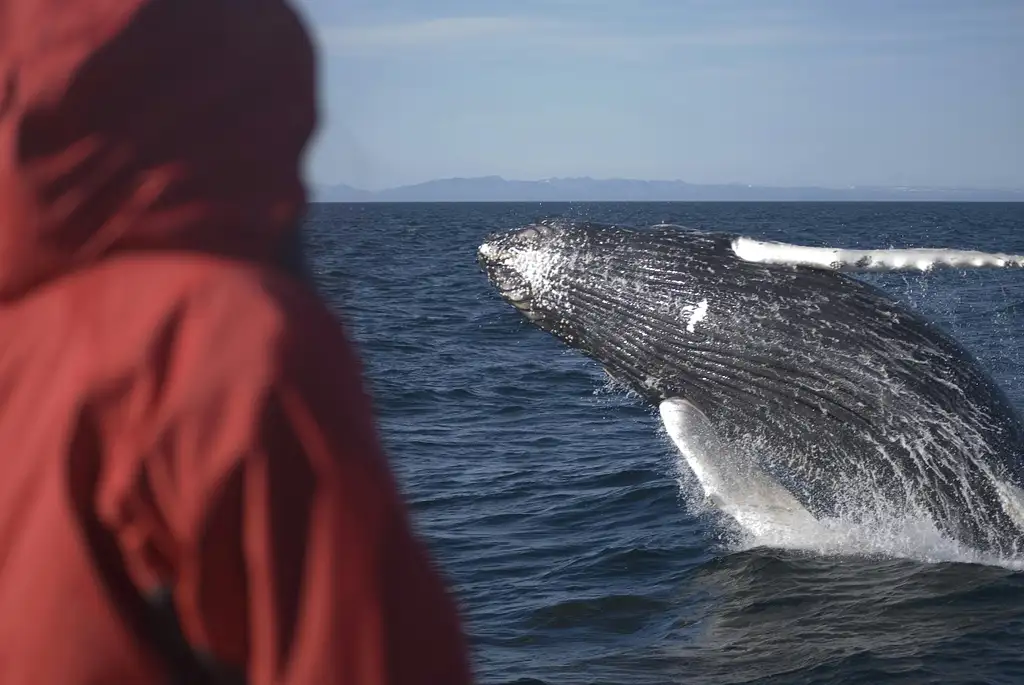 Premium Whale and Puffin Watching Tour in Reykjavik