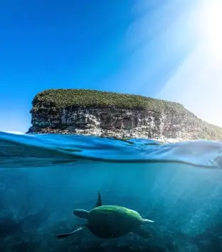 Mooloolaba Turtle Tour