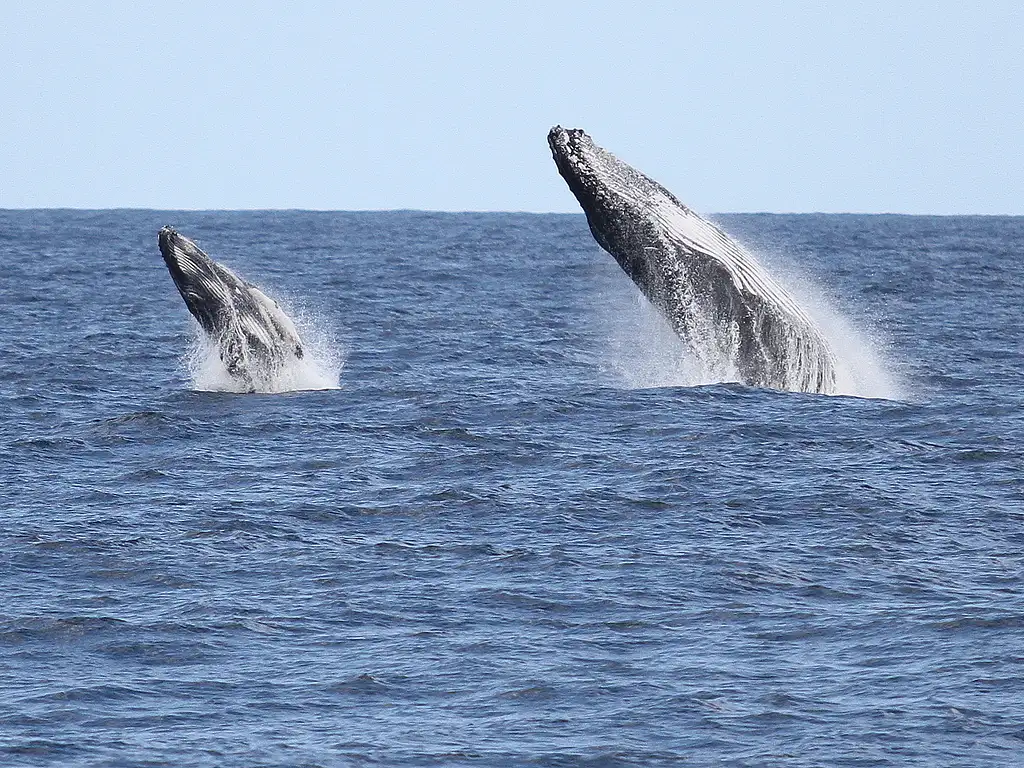 Small Group, Super Yacht Whale Watching Experience