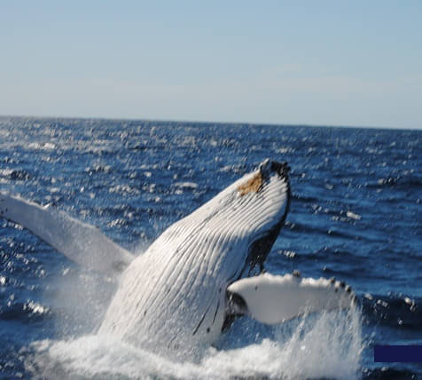 Sydney Whale Watching