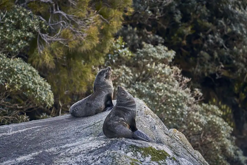 Milford Sound Overnight Cruise and Coach | From Queenstown or Te Anau