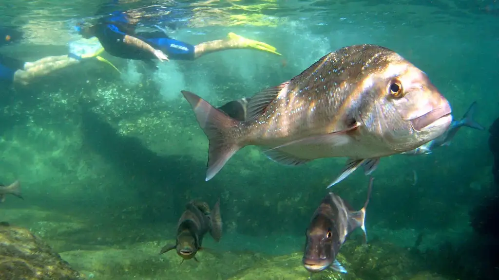 Goat Island Marine Reserve Day Tour