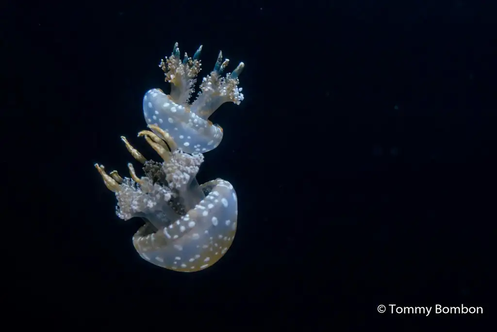 San Francisco Aquarium of The Bay Tickets